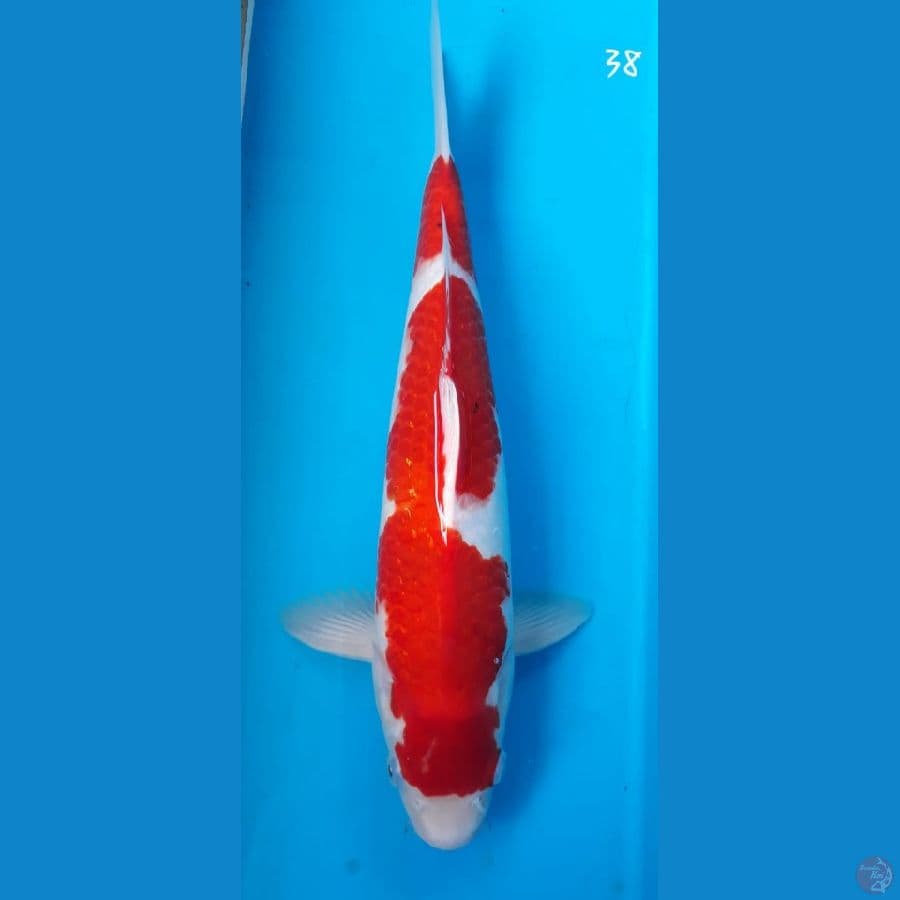 kohaku 38cm