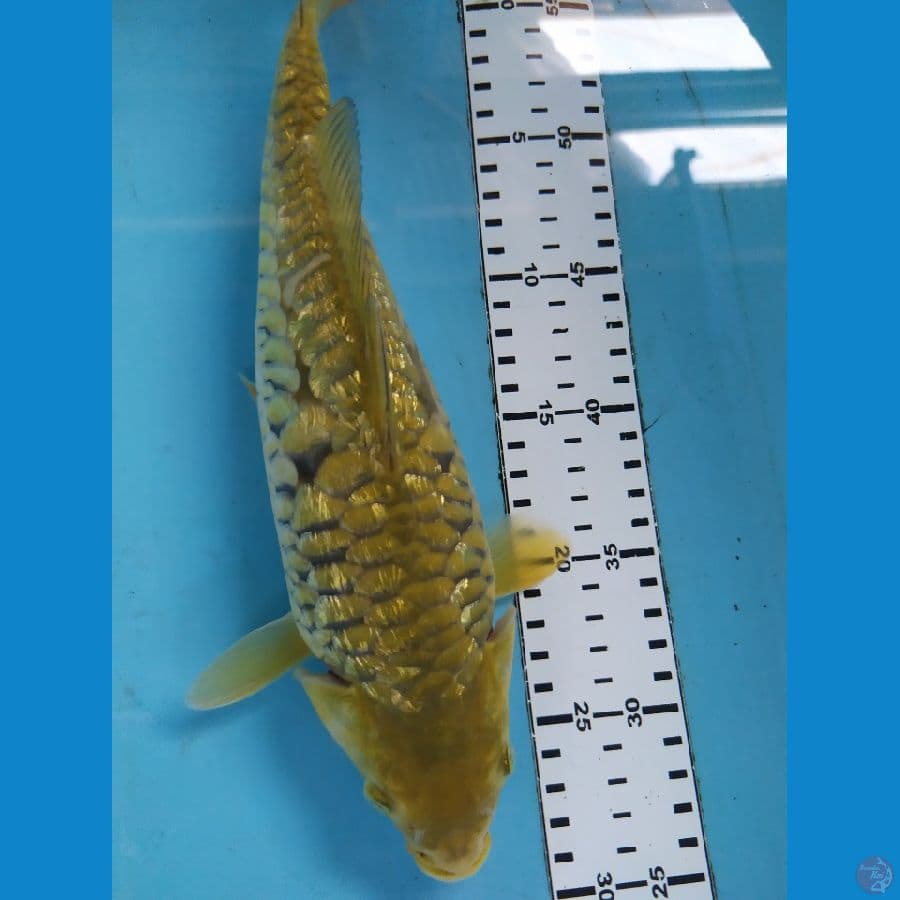 body shot sisik naga 25cm