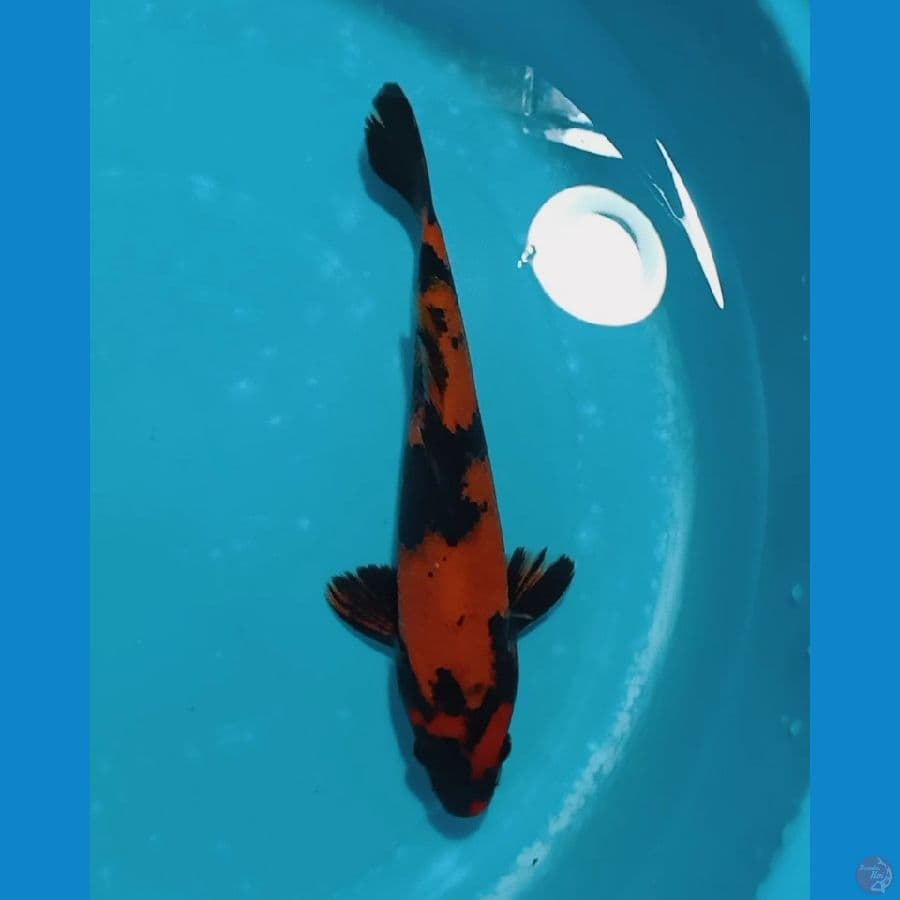 Hi Utsuri 24cm