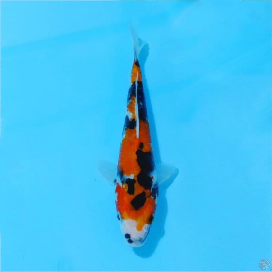 ٤. hi showa skin halus size 20cm m