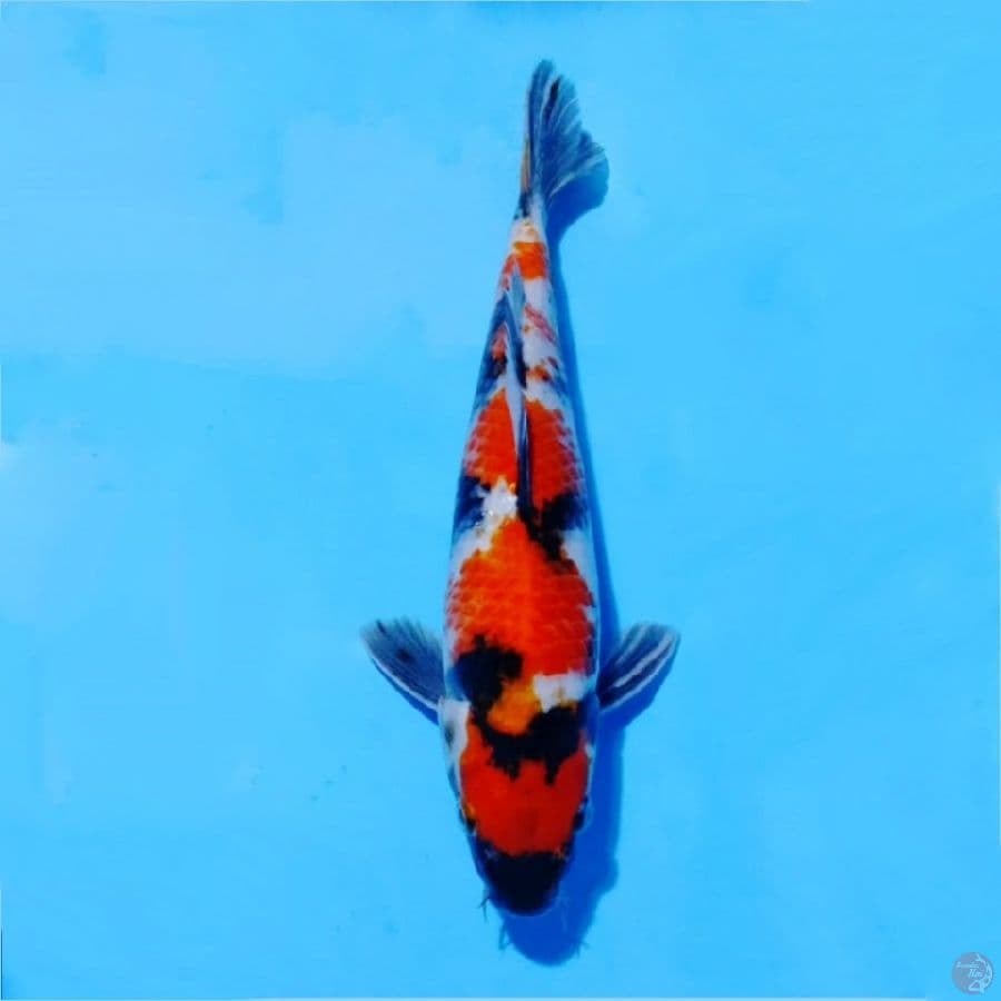 ٨. showa pola bagus original size 35cm m