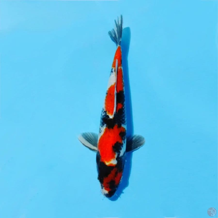 ١٥. maruten showa original size 30cm male