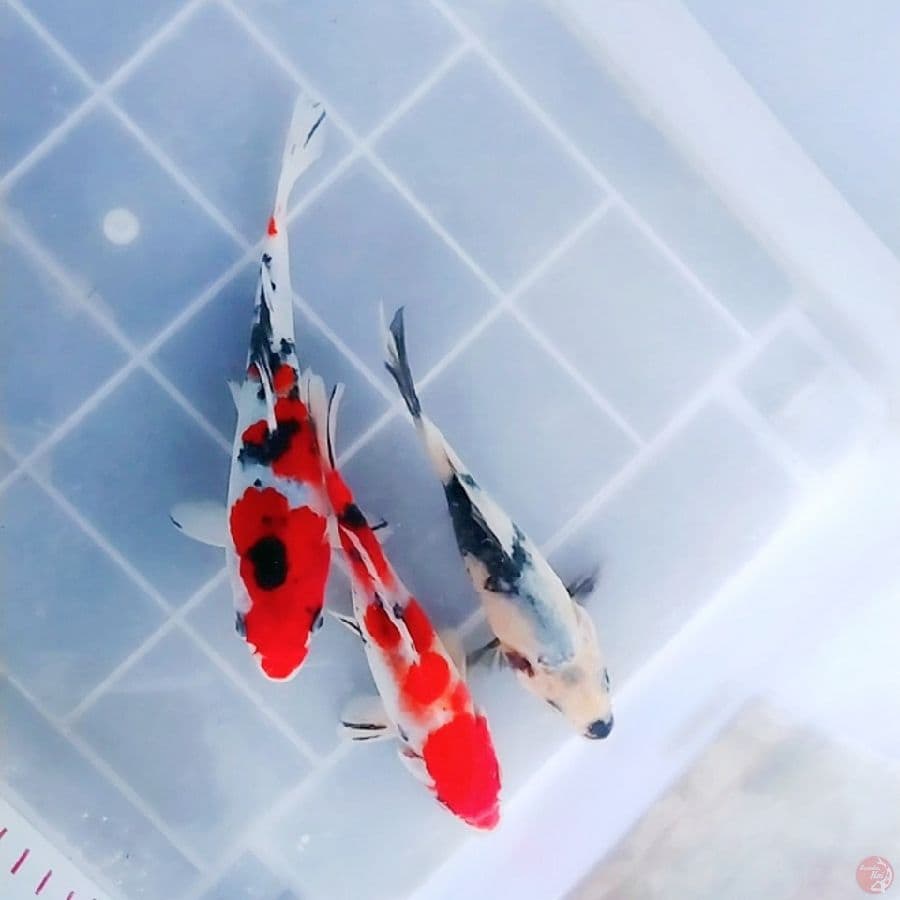 Mix Sanke Shiro 17 - 20