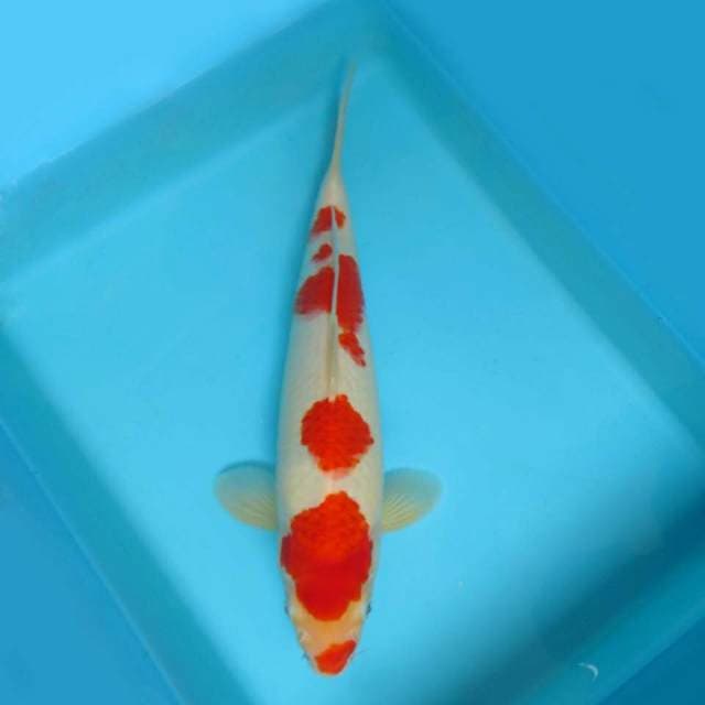 A. JUNAKOI ( KOHAKU KUCIBENI )