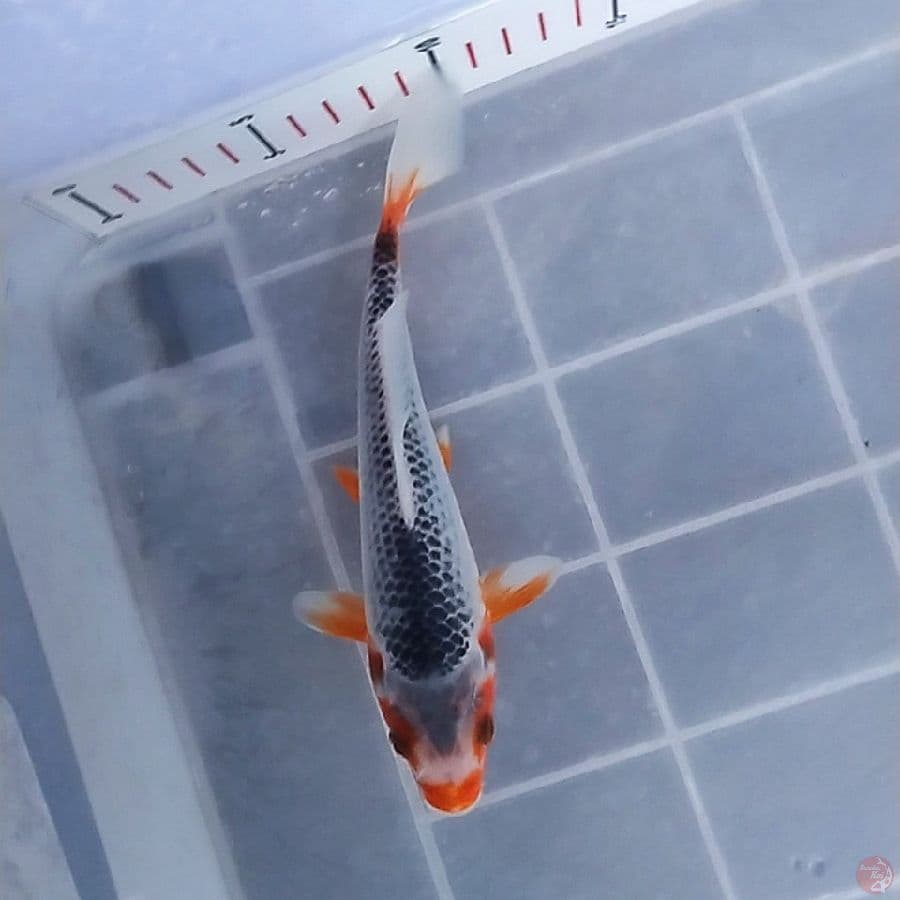 Kucibeni Asagi 20CM