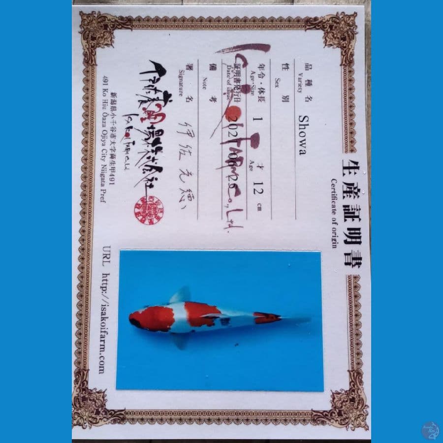 Isa Kindai Showa sz 38cm
