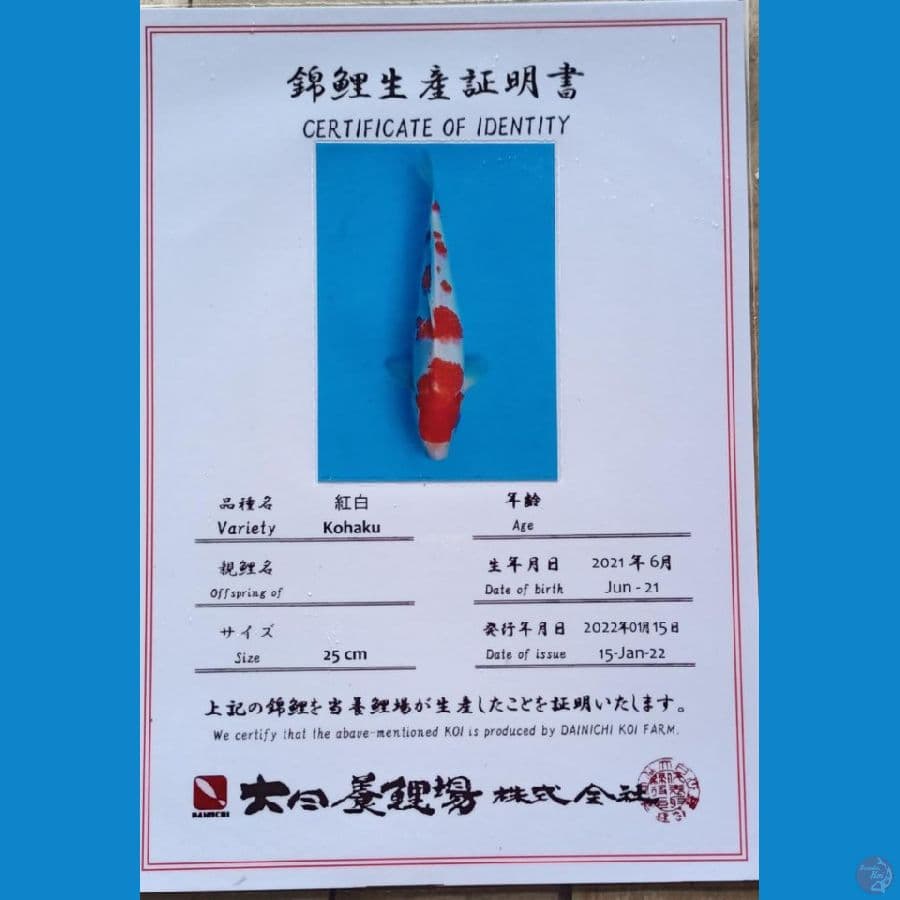 Dainichi Kohaku sz 36cm