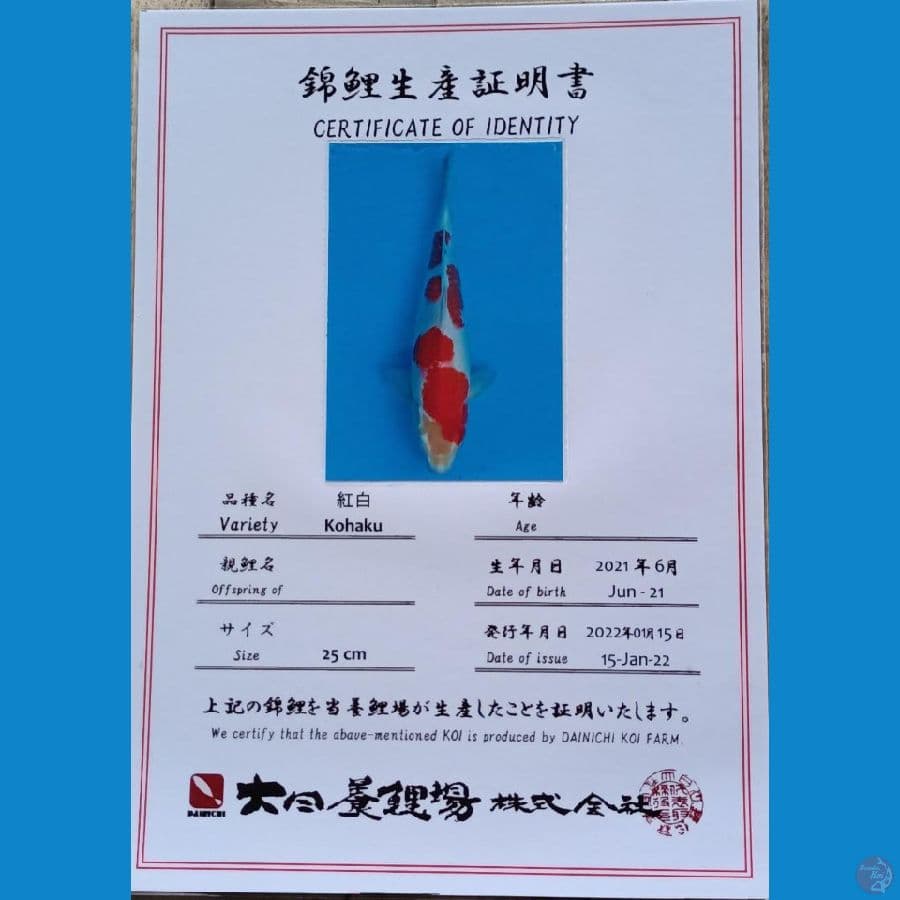 Dainichi Kohaku sz 35cm