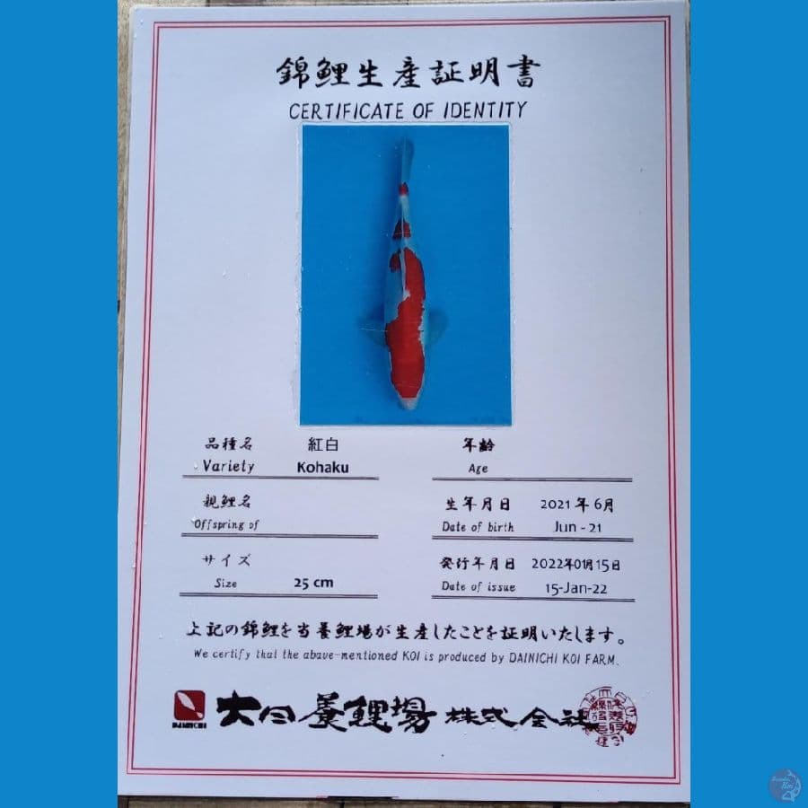 Dainichi Kohaku sz 35cm