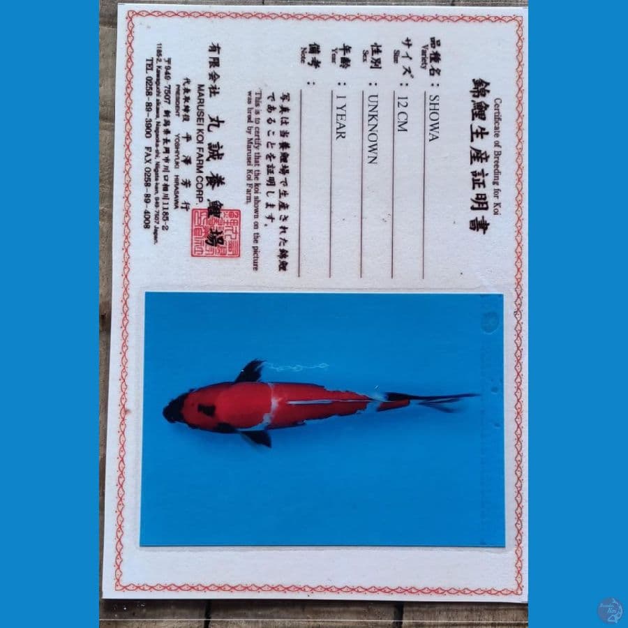 Marusei Showa sz 30cm