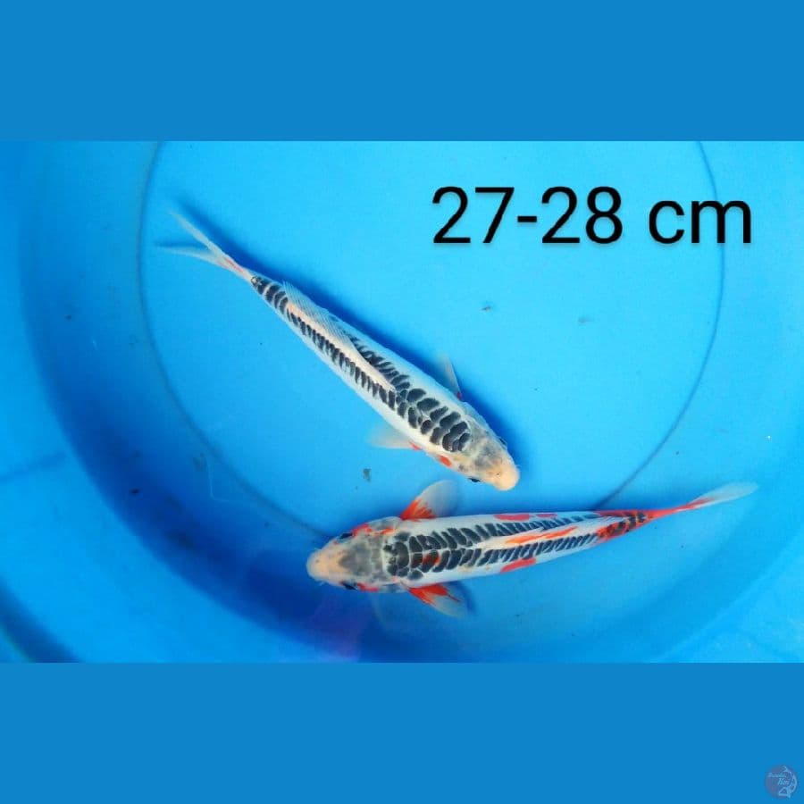 shushui 27-28 cm