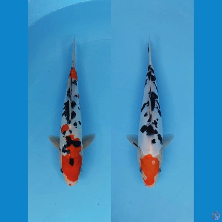 Duet doitsu - Sanke x tancho sanke 28-29cm