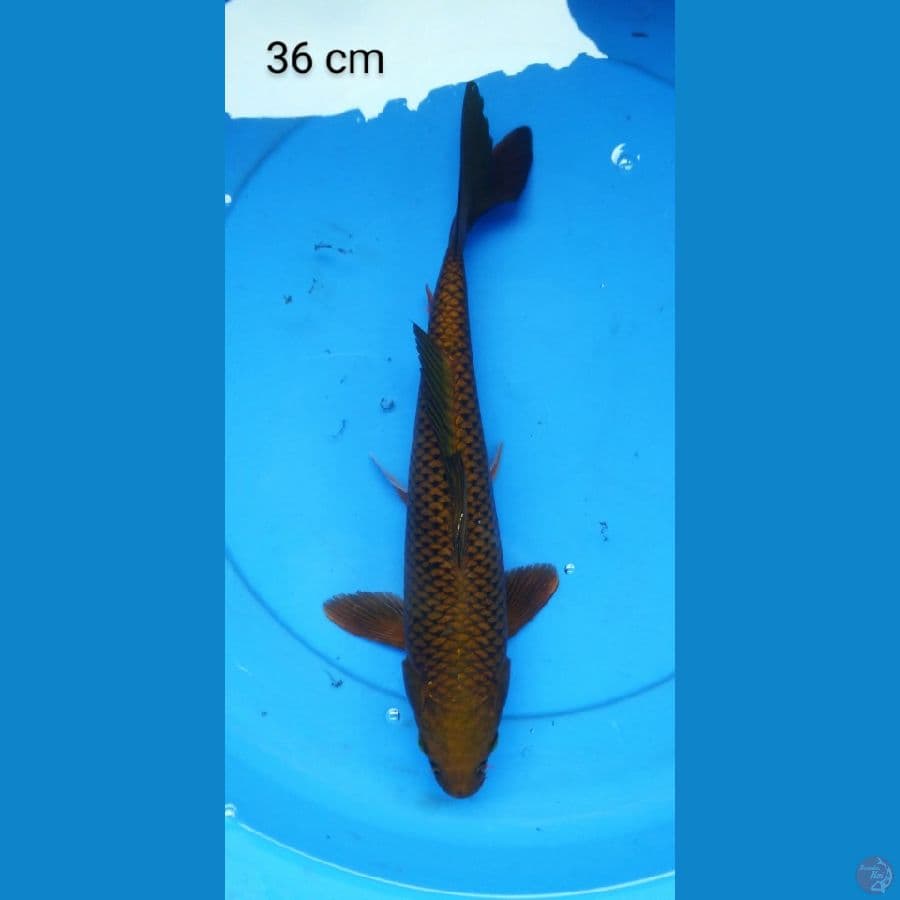 chagoi male 36 cm
