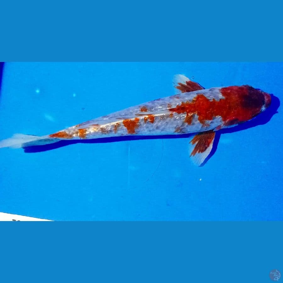 uciba ginrin 25 cm