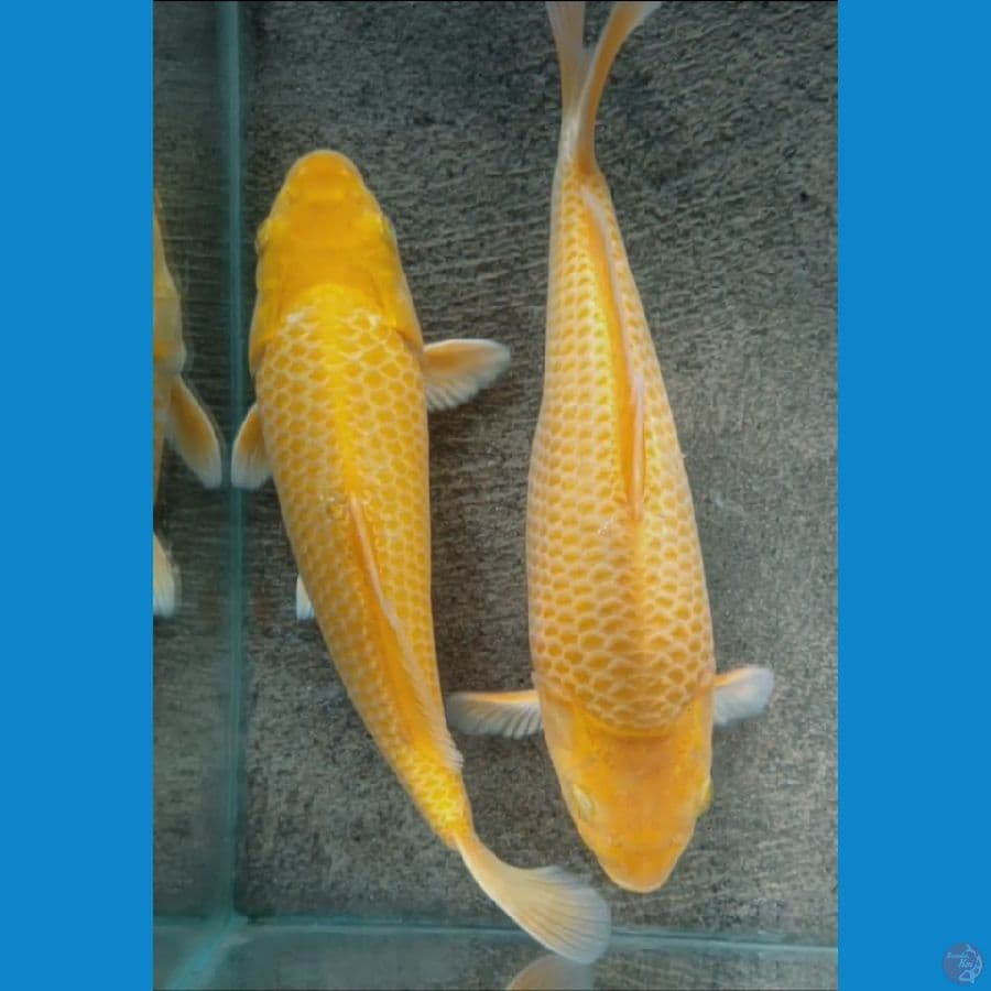 KARASI CORN 2EKOR 25CM