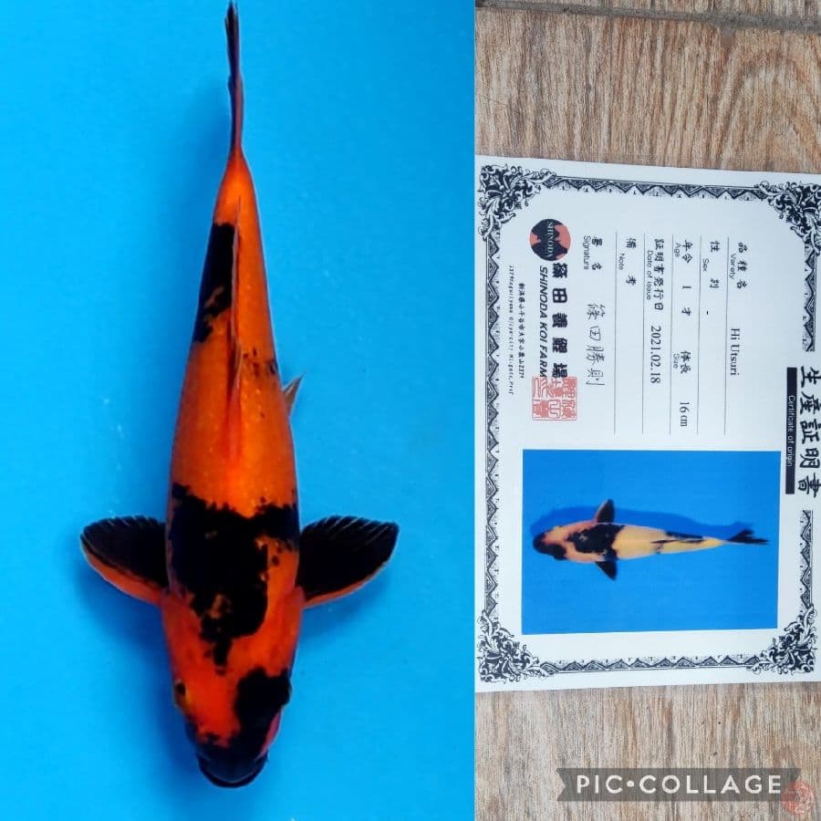 HI UTSURI IMPORT SHINODA BERSIH SERTI 27cm