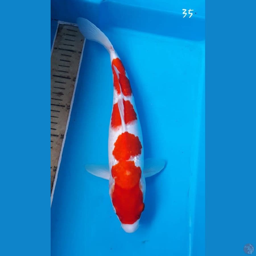 kohaku 35cm