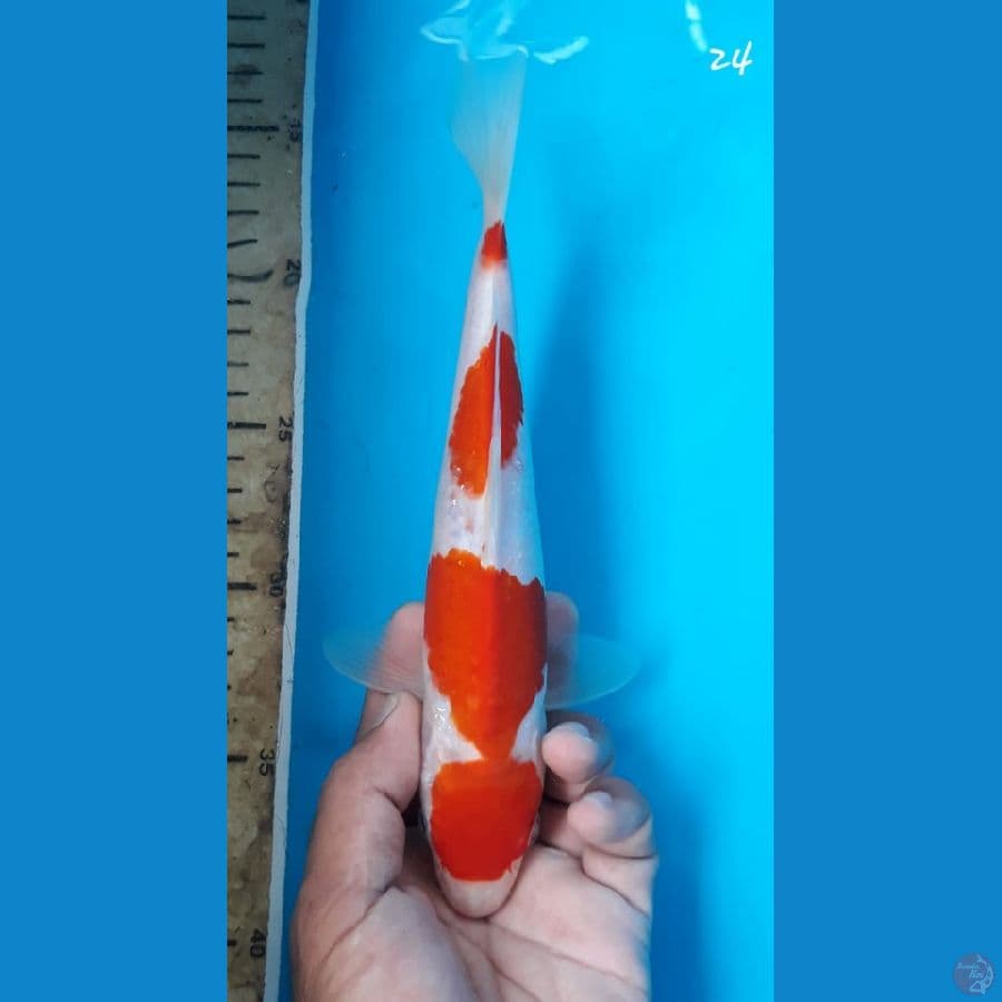 Kohaku 24cm