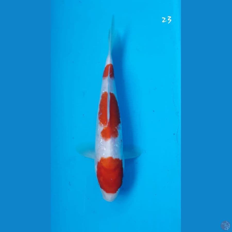 Kohaku 23cm