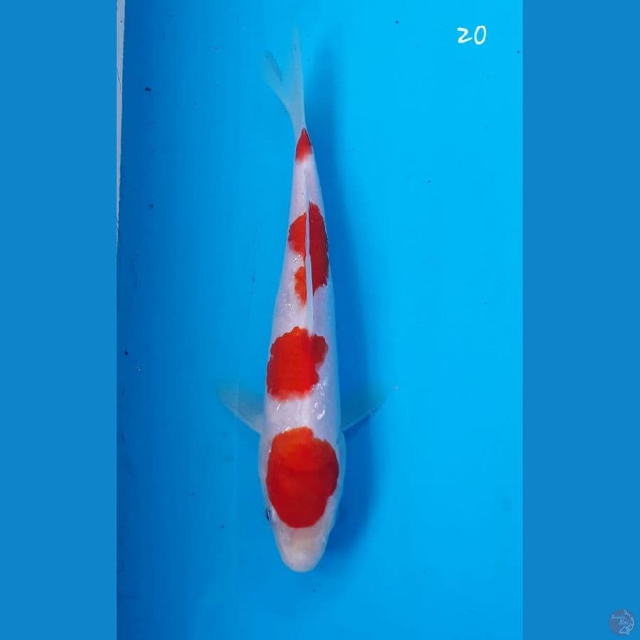 Kohaku 20cm