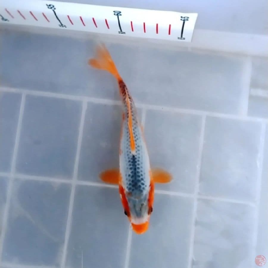 Kucibeni Asagi 16CM