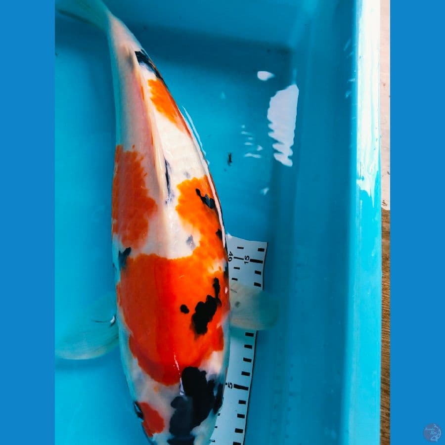 showa 44cm