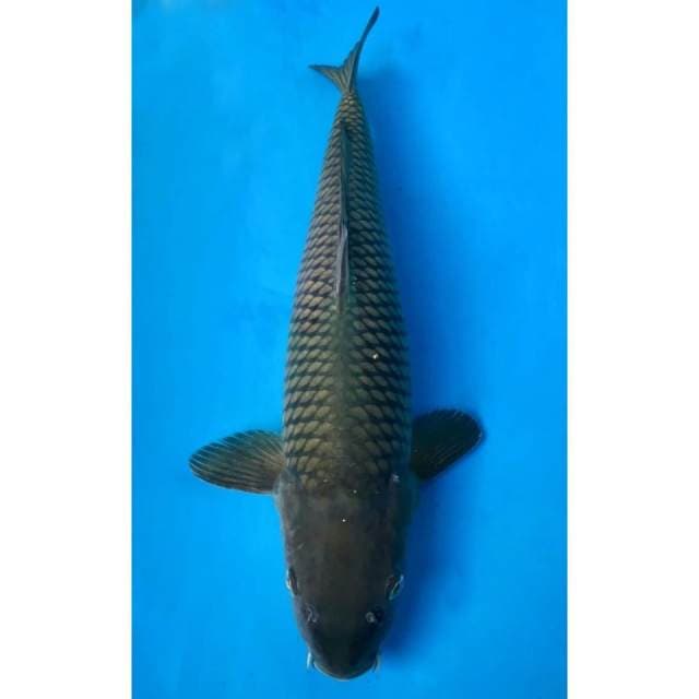 Chagoi okawa male 46