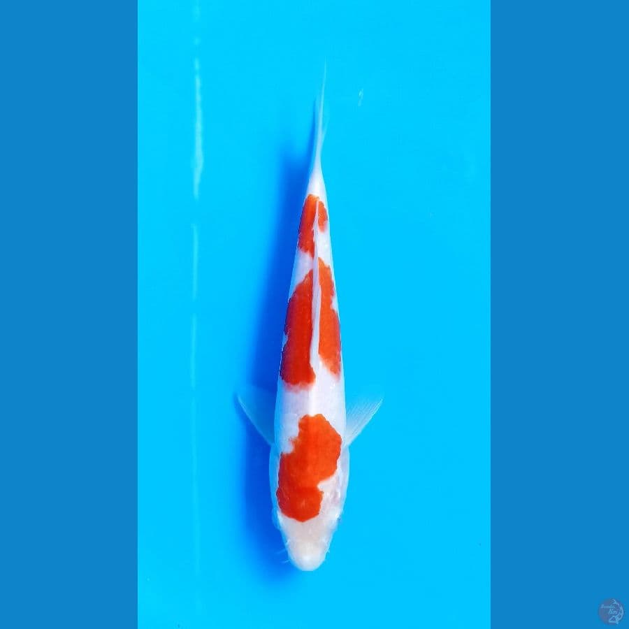 kohaku 21cm