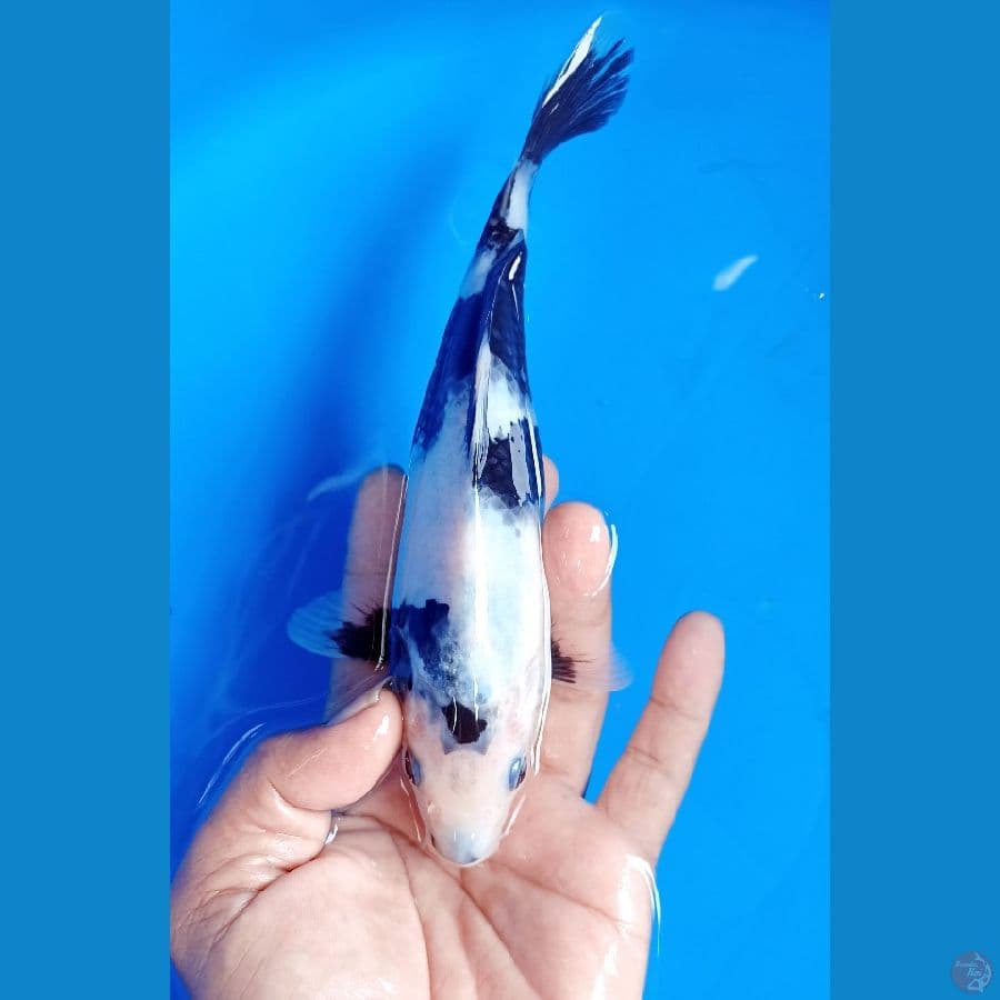 shiro 21cm
