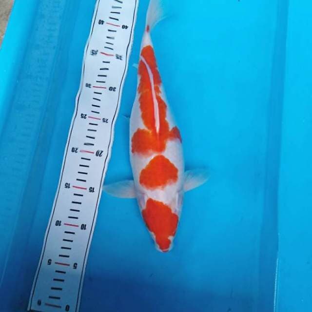 KOHAKU