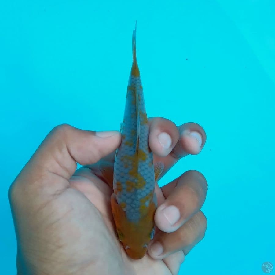 SUPER MINI - OCHIBA SHIGURE B 12CM