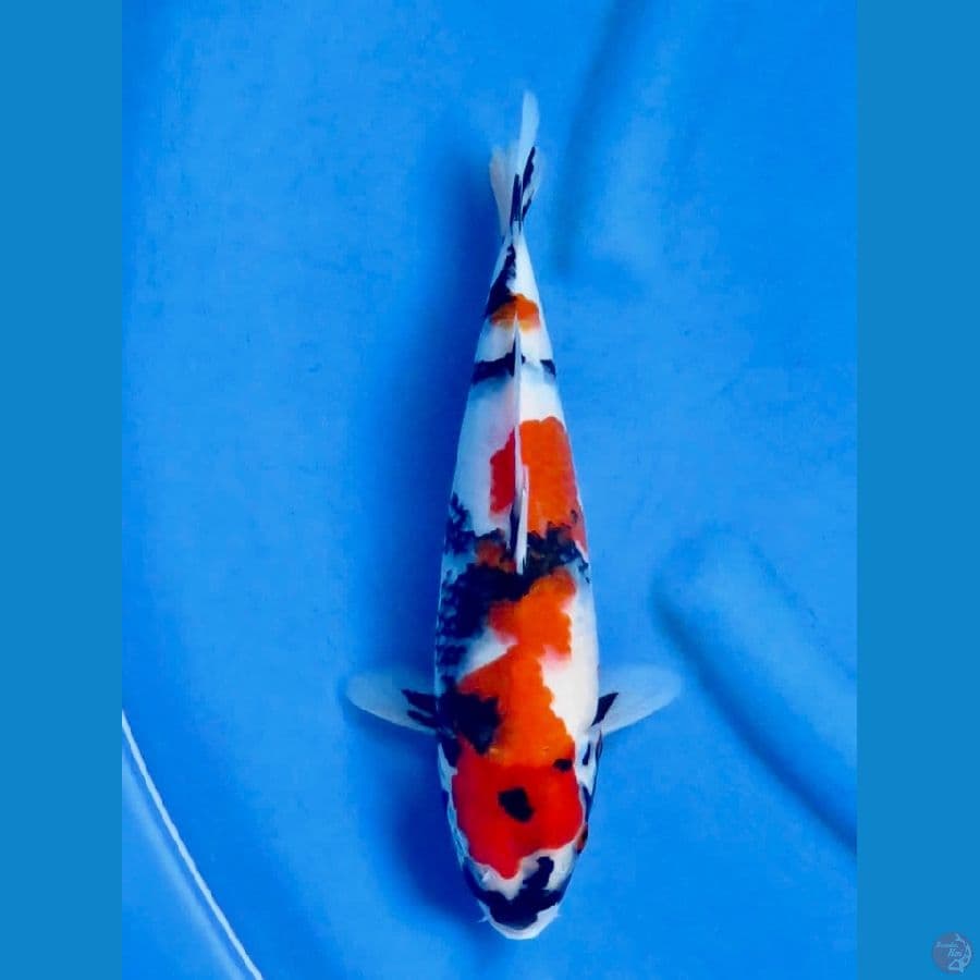 Showa kindai 32cm
