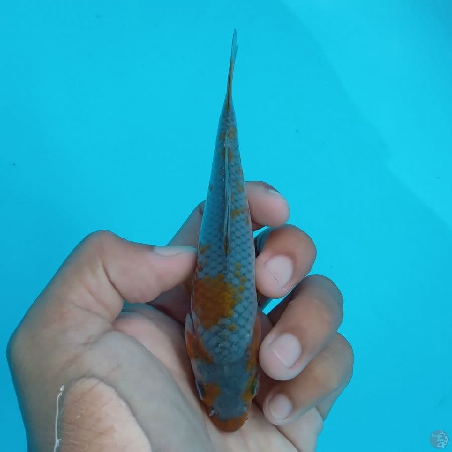 SUPER MINI - OCHIBA SHIGURE C 13CM