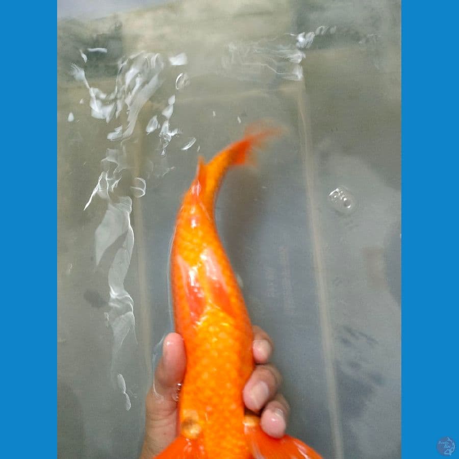 RED KARASI 30 BU