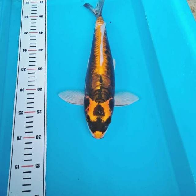 KABUTO