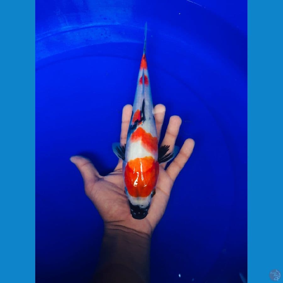 showa 30 cm