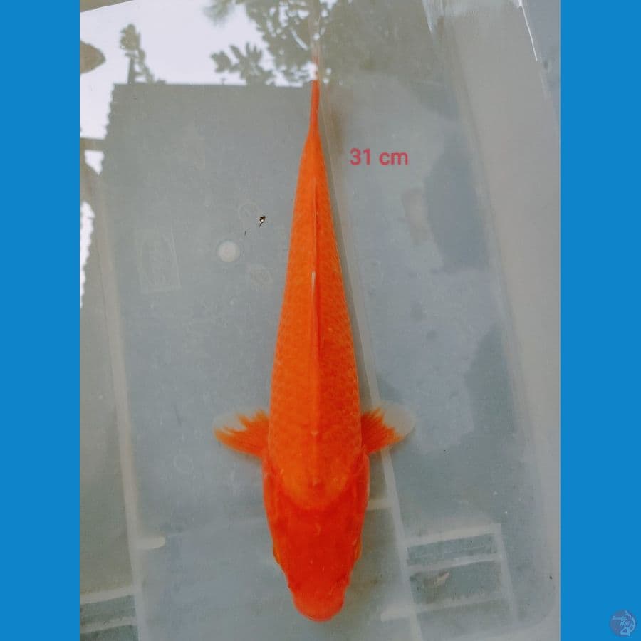 RED KARASI 31 cm