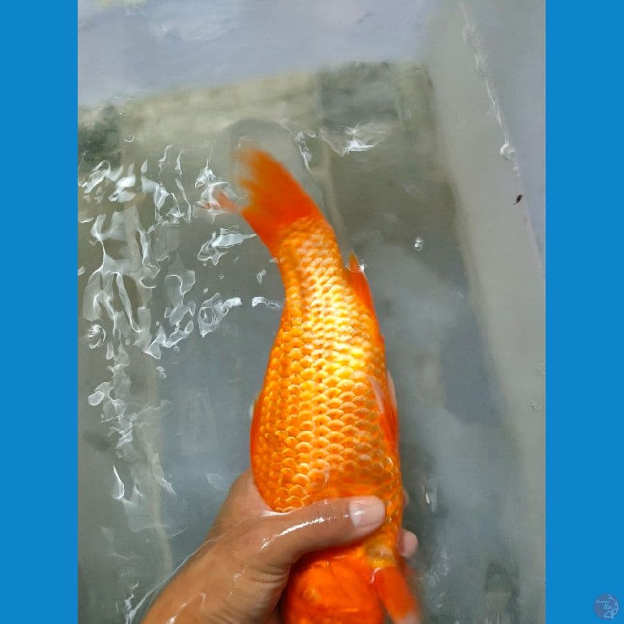 RED KARASI 31 cm