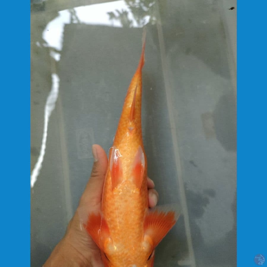 RED KARASI 31 cm