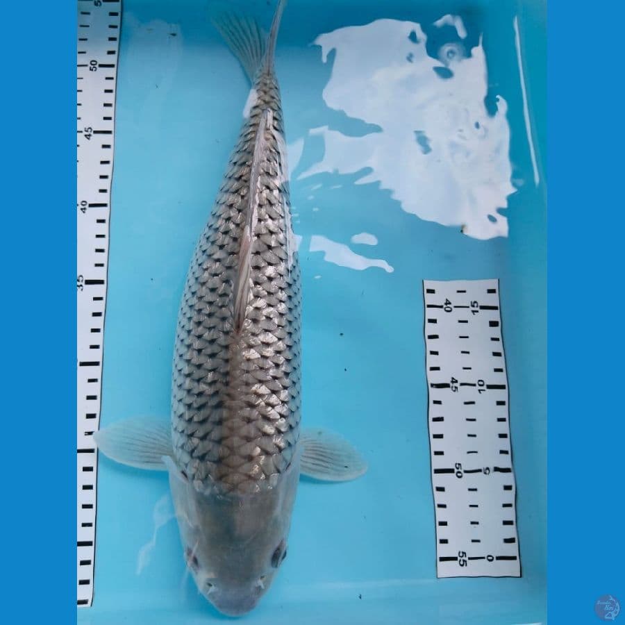 shoragoi gindrin 38cm