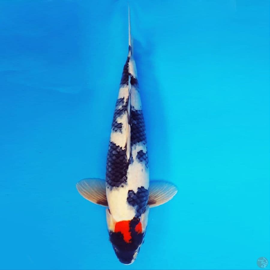 DAICHI 3 ~ TANCHO SHOWA 42 cm/male ™