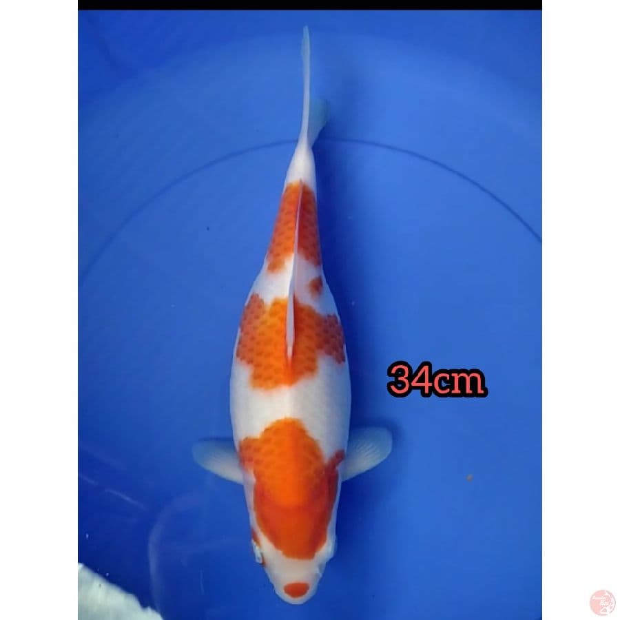 kohaku 34cm
