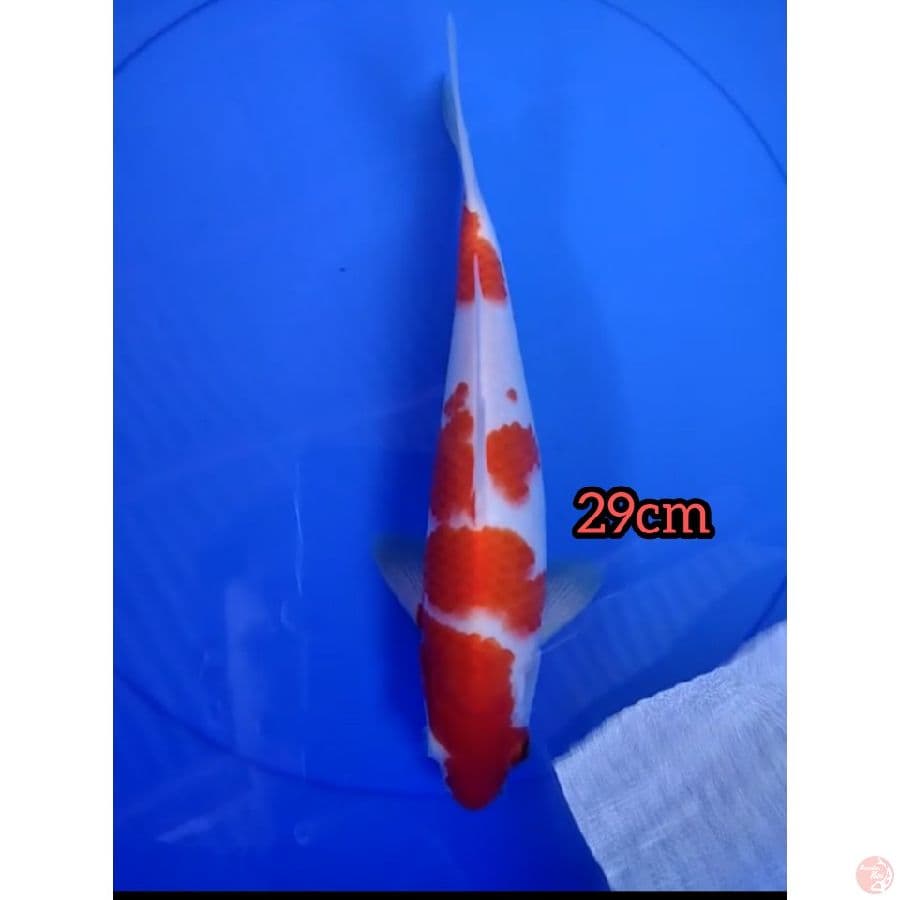 kohaku 29cm