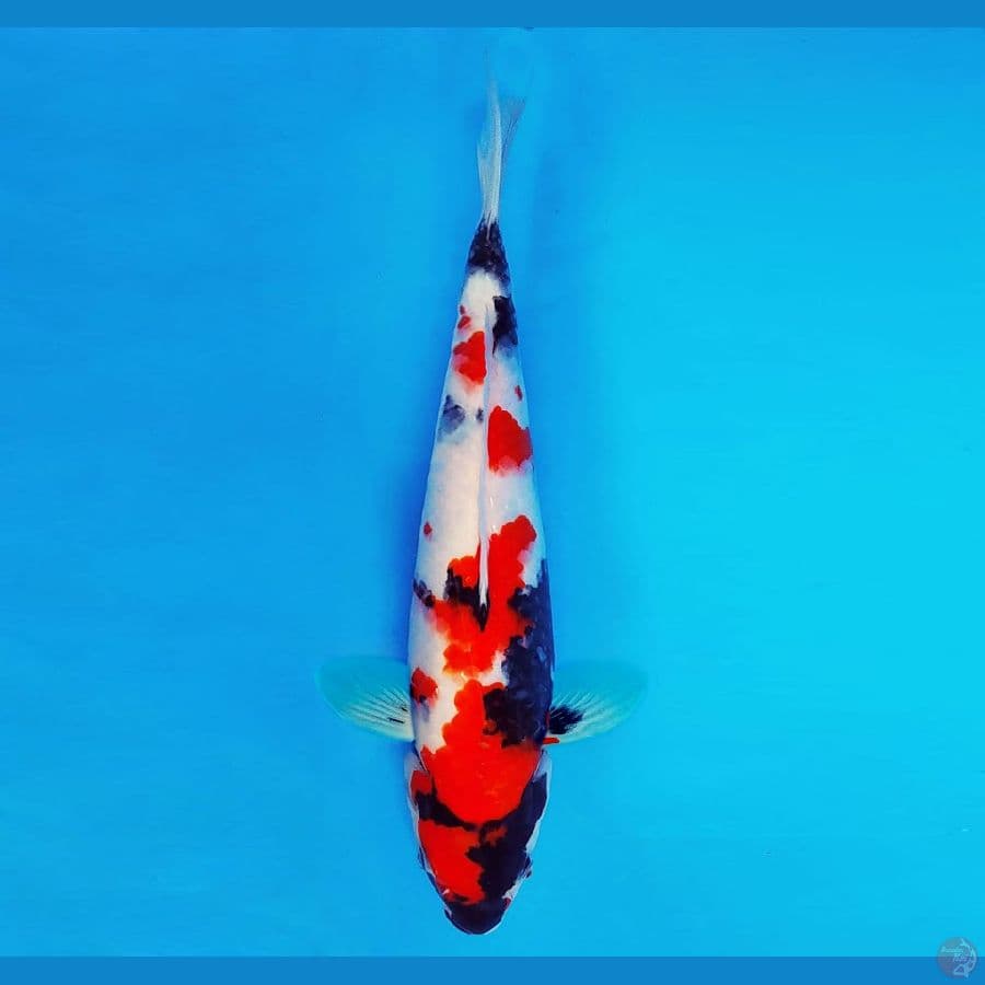 DAICHI 6 ~ SHOWA EVOLUTION 34 cm/fm ™