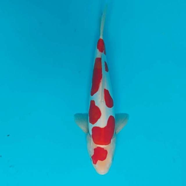 Kohaku Doitsu