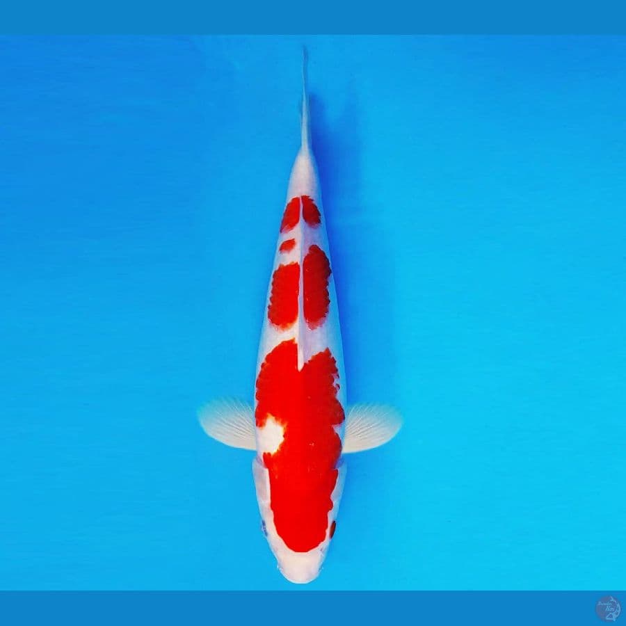 DAICHI 11 ~ KOHAKU 34 cm/male ™