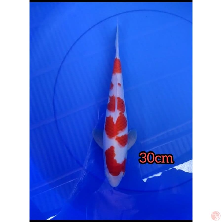 kohaku 30cm