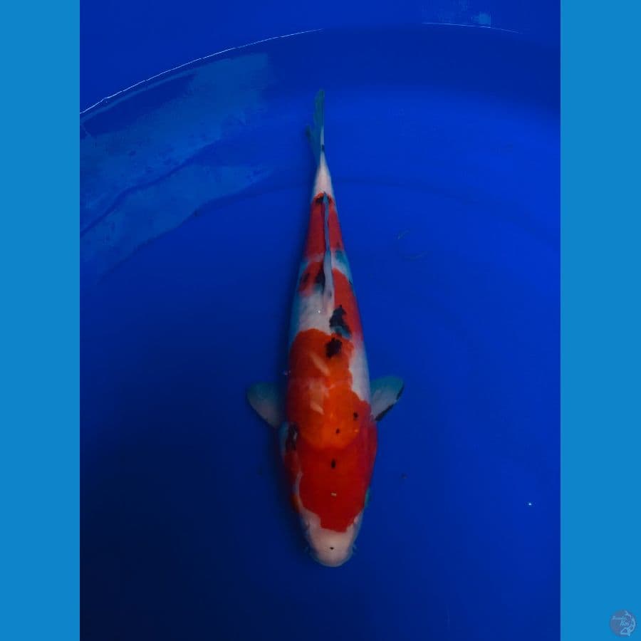 Sanke 32cm