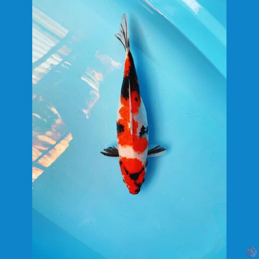 showa 30cm