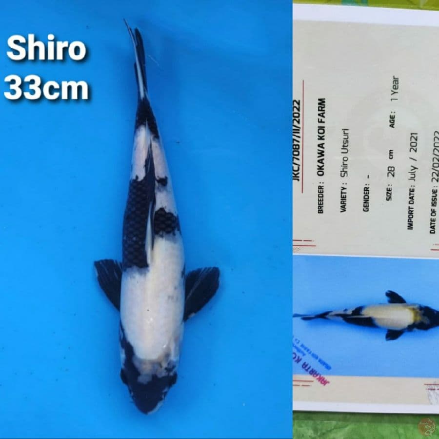 OKAWA SHIRO UTSURI 33CM SERTIFIKAT